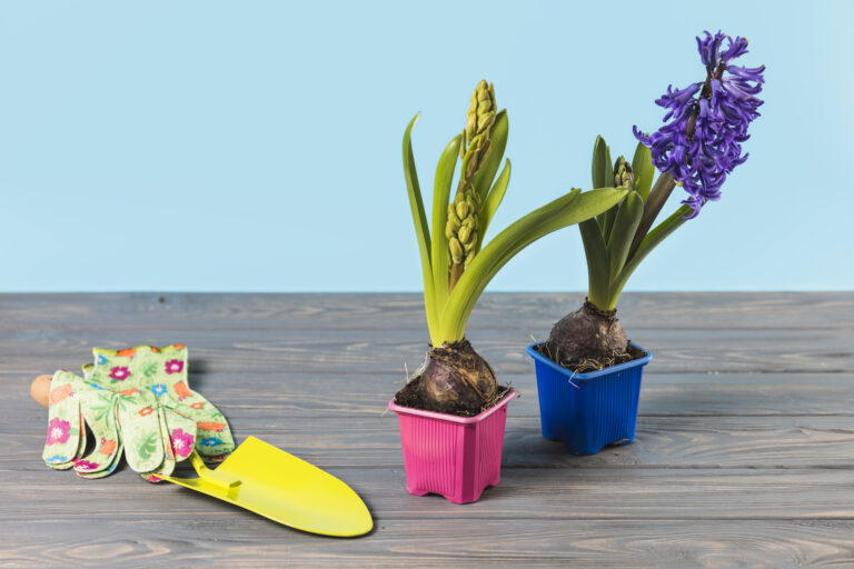 5 best garden fertilizer for clay soil