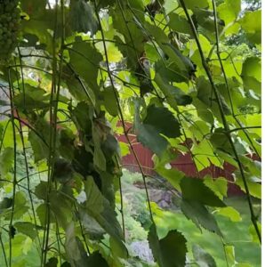 how to keep raccoons out of garden naturally