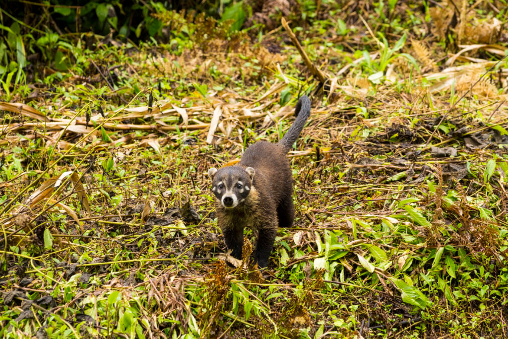 how to keep raccoons out of garden naturally