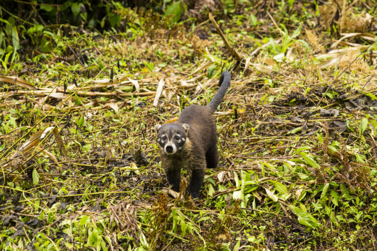 how to keep raccoons out of garden naturally