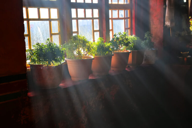 5 best plants for morning shade afternoon sun