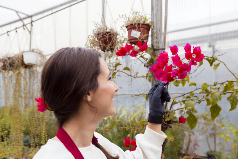 Best Rose Fertilizers for Knock Out Roses