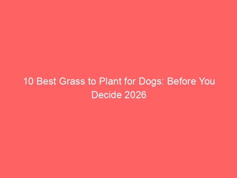 10 Best Grass to Plant for Dogs: Before You Decide 2026
