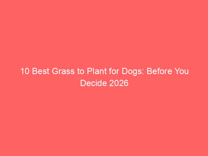 Image showcasing 10 Best Grass to Plant for Dogs: Before You Decide 2026
