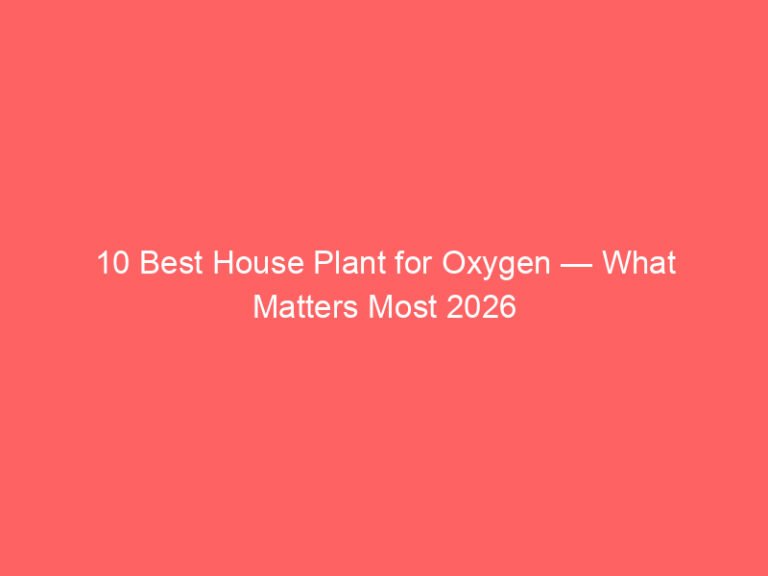 10 Best House Plant for Oxygen — What Matters Most 2026