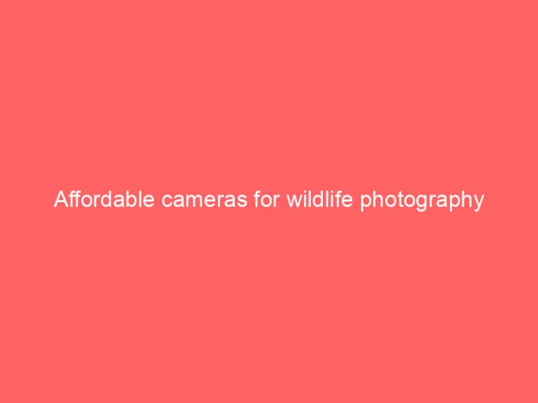 Affordable cameras for wildlife photography