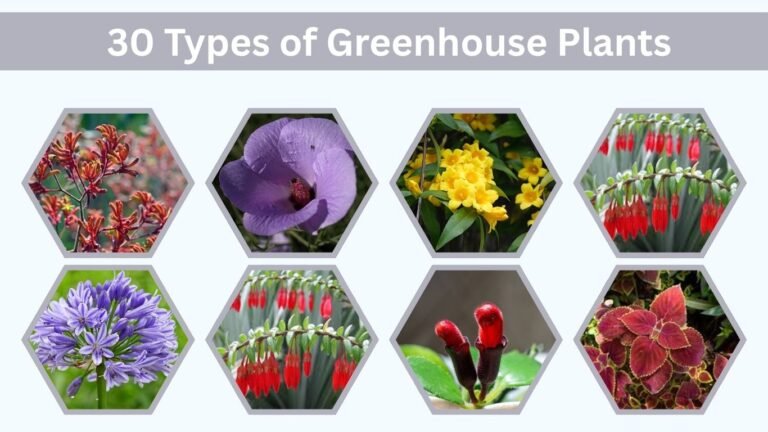 30 Types of Greenhouse Plants: Best Flowers and Tropical Plants to Grow Year-Round