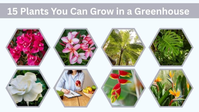15 Plants You Can Grow in a Greenhouse for a Tropical Oasis Right Outside Your Door