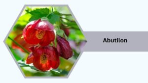 30 Types of Greenhouse Plants: Best Flowers and Tropical Plants to Grow Year-Round