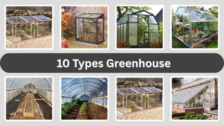 10 Types Greenhouse You Should Know Before Buying or Building