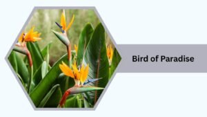 Bird of Paradise (Strelitzia reginae)