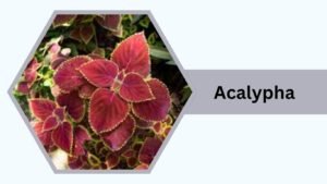 Acalypha (Chenille Plant)