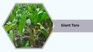 Giant Taro (Alocasia macrorrhiza)