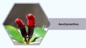 Aeschynanthus (Lipstick Plant)