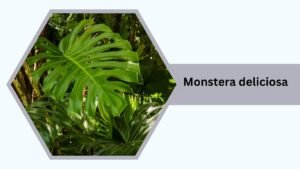 Monstera deliciosa