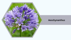 Agapanthus (African Lily)