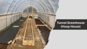Tunnel Greenhouse (Hoop House)