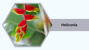 Heliconia