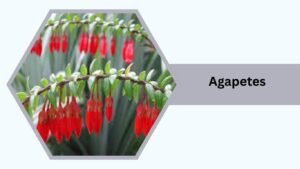 Agapetes