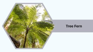 Tree Fern (Dicksonia antarctica)