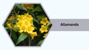 Allamanda (Golden Trumpet)