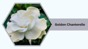 Gardenia