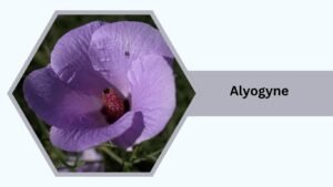 Alyogyne (Blue Hibiscus)