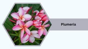 Plumeria