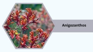 Anigozanthos (Kangaroo Paw)