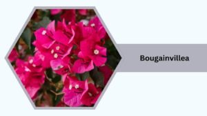 Bougainvillea (Bougainvillea spectabilis)