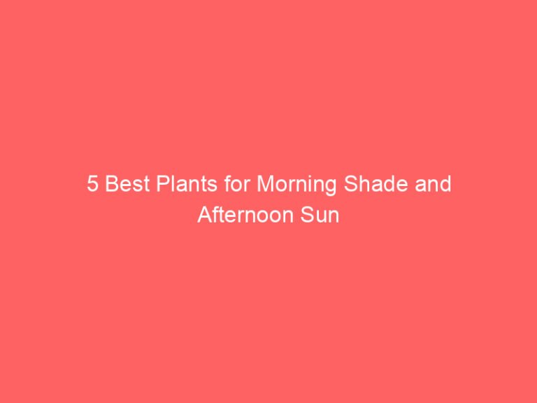 5 Best Plants for Morning Shade and Afternoon Sun (Tested in My Own Garden)