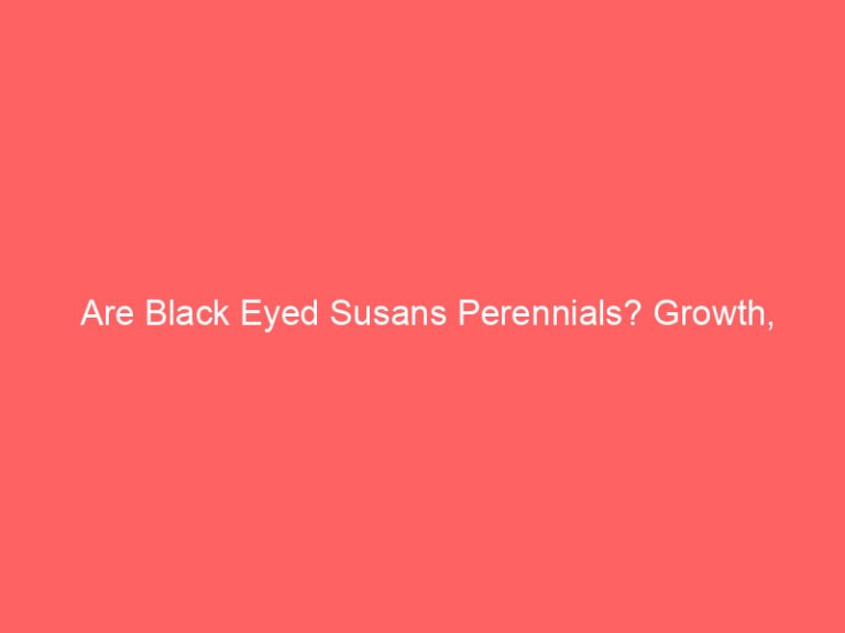 Are Black Eyed Susans Perennials? Growth, Lifespan, and Care Tips Explained