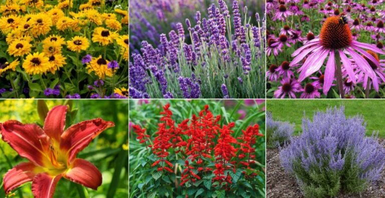 17 Full Sun Perennials That Come Back Bigger and Better Every Year