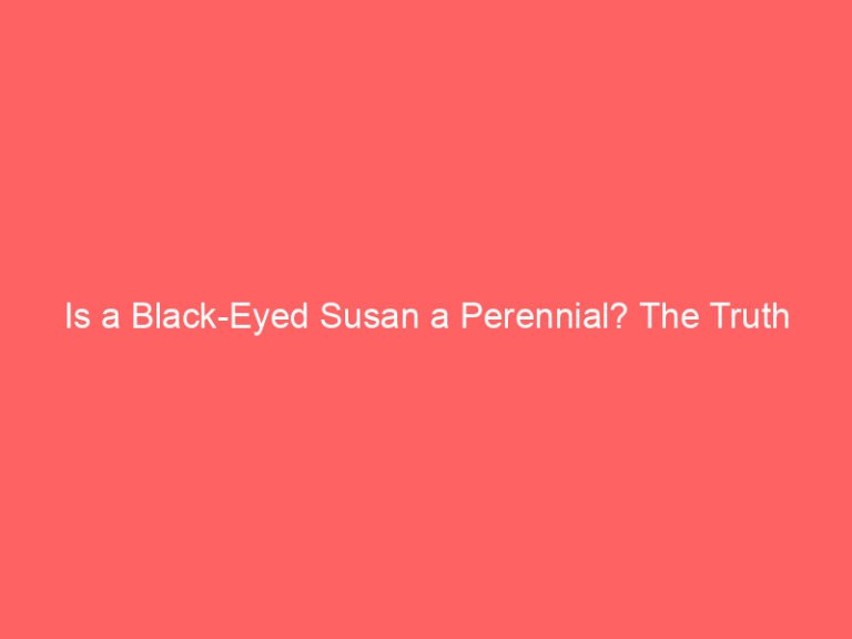 Is a Black-Eyed Susan a Perennial? The Truth About Rudbeckia