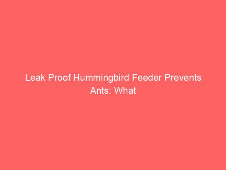Leak Proof Hummingbird Feeder Prevents Ants: What to Look For and Why It Works