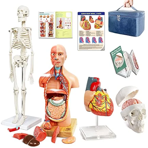 anatomy models for students