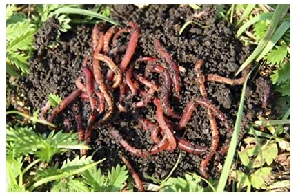 best earthworms for composting