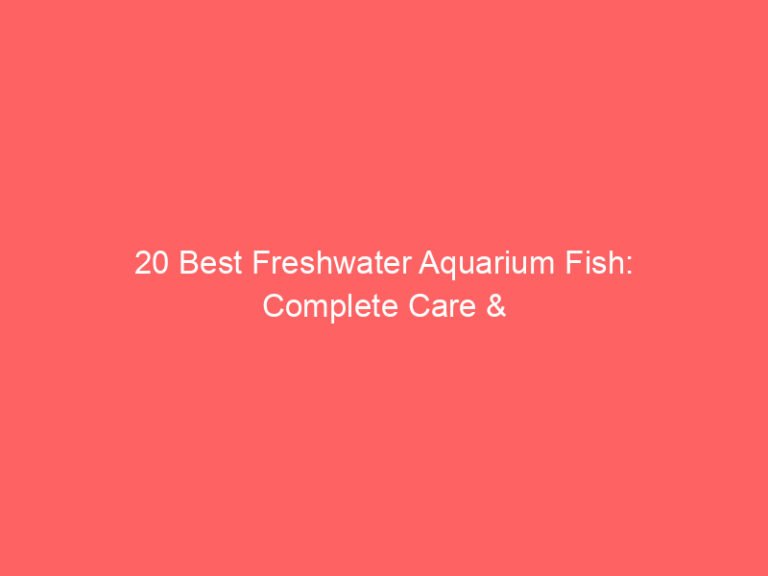 20 Best Freshwater Aquarium Fish: Complete Care & Tank Setup Guide