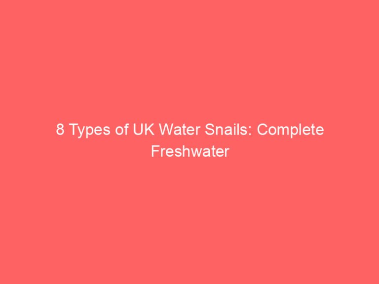 8 Types of UK Water Snails: Complete Freshwater Identification Guide