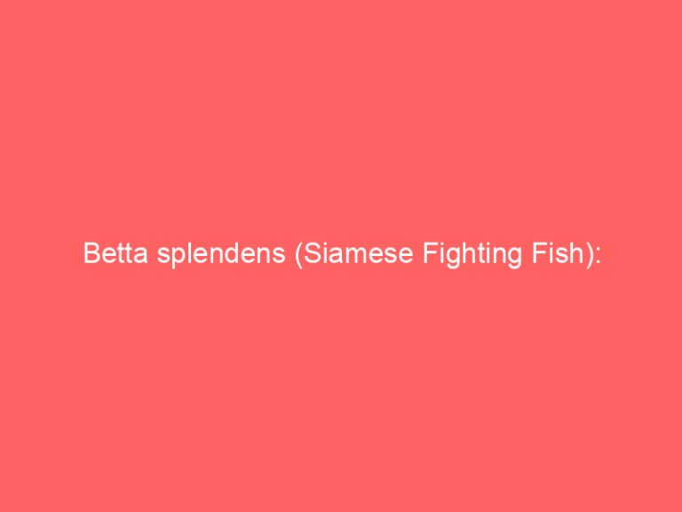 Betta splendens (Siamese Fighting Fish): Identification, Taxonomy, and Aquarium Care Guide