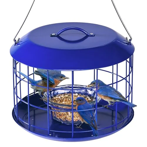 best bird feeder for bluebirds