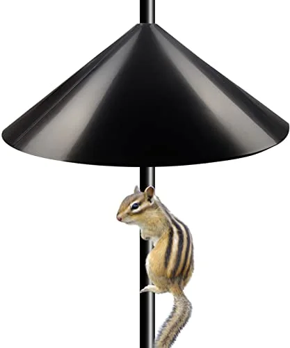 best bird feeder squirrel guard